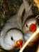 White zebrafinch